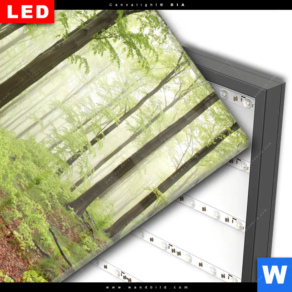 Wechselmotiv Acrylglas Canvalight® DIA | Unberührte Natur - Der Wald | Quadrat - Image 3
