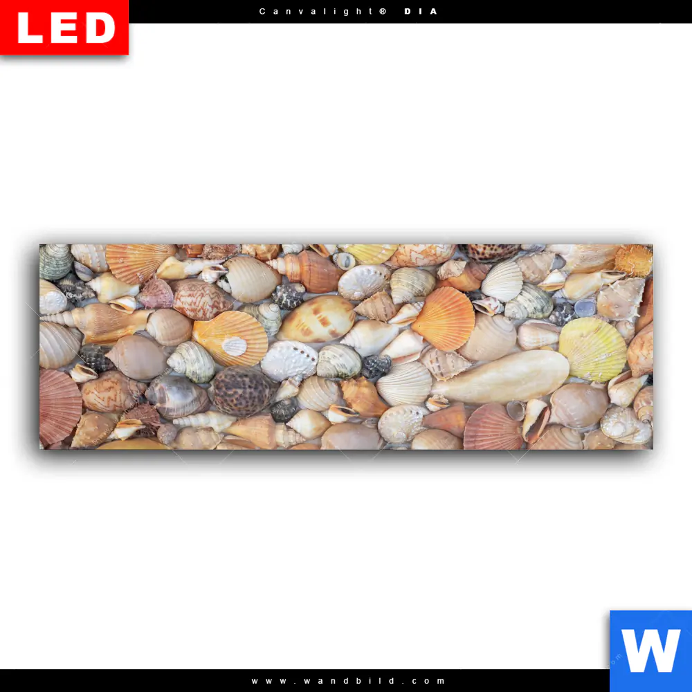 Wechselmotiv Acrylglas Canvalight® DIA | Viele Muscheln | Panorama - Image 2