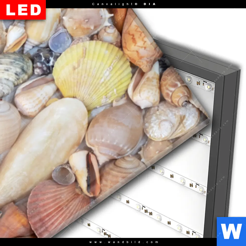 Wechselmotiv Acrylglas Canvalight® DIA | Viele Muscheln | Panorama - Image 3