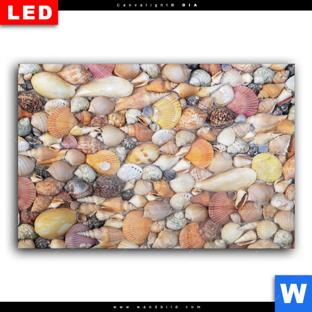 Wechselmotiv Acrylglas Canvalight® DIA | Viele Muscheln | Querformat - Image 2