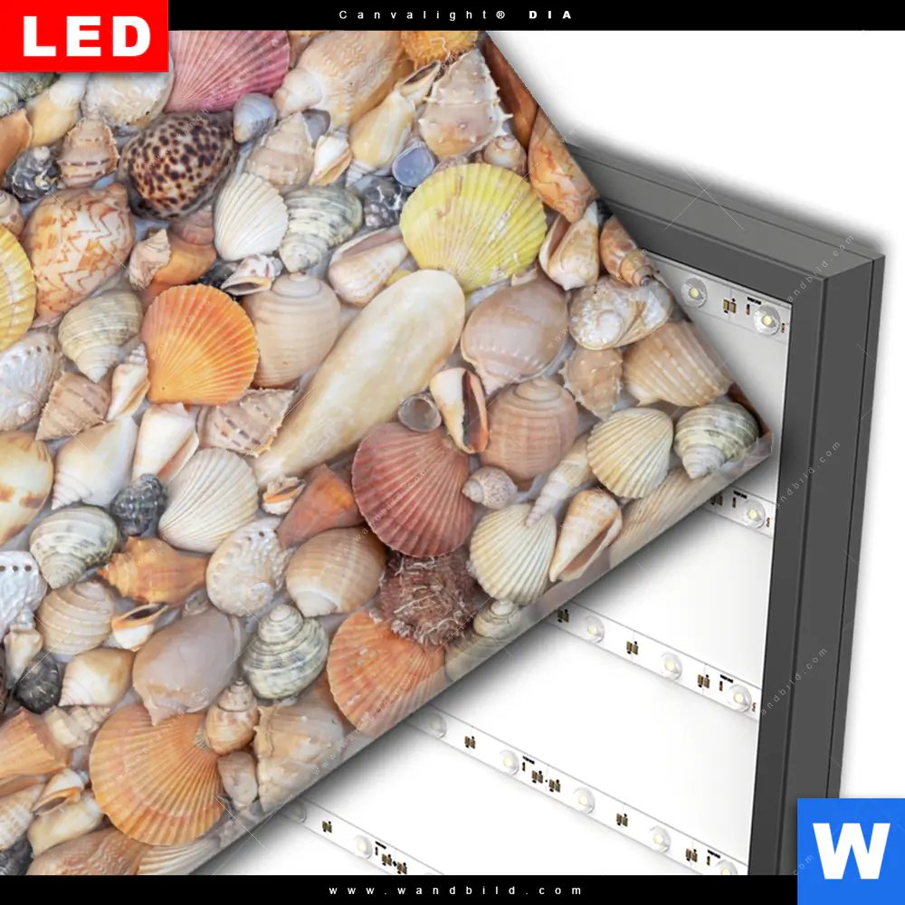 Wechselmotiv Acrylglas Canvalight® DIA | Viele Muscheln | Querformat - Image 3