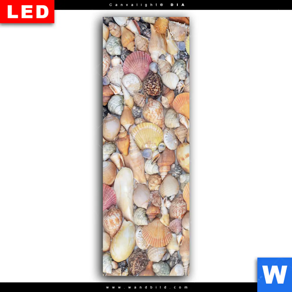 Wechselmotiv Acrylglas Canvalight® DIA | Viele Muscheln | Schmal - Image 2