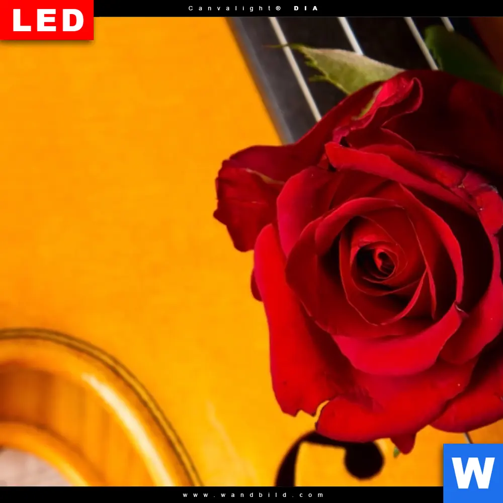 Wechselmotiv Acrylglas Canvalight® DIA | Violine & Rose | Hochformat - Image 4