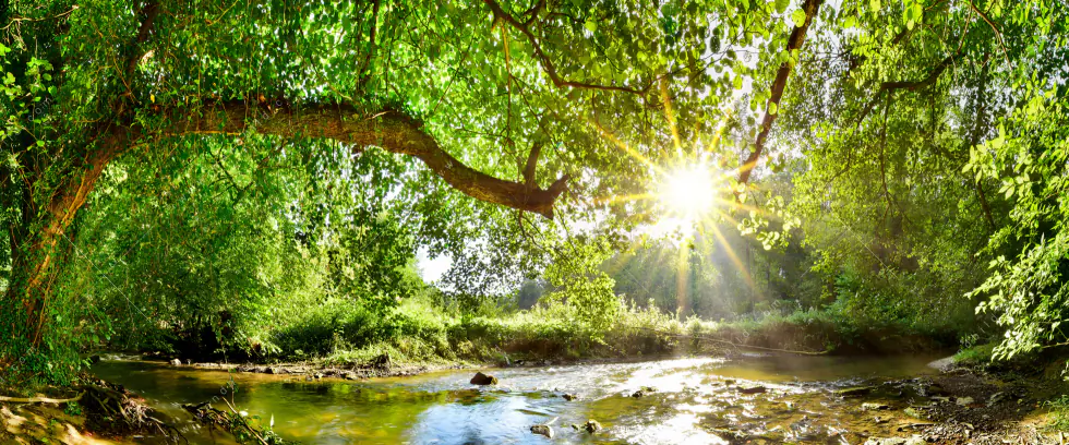 Wechselmotiv Acrylglas Canvalight® DIA | Wald mit Bach bei Sonnenschein | Schmal - Image 5