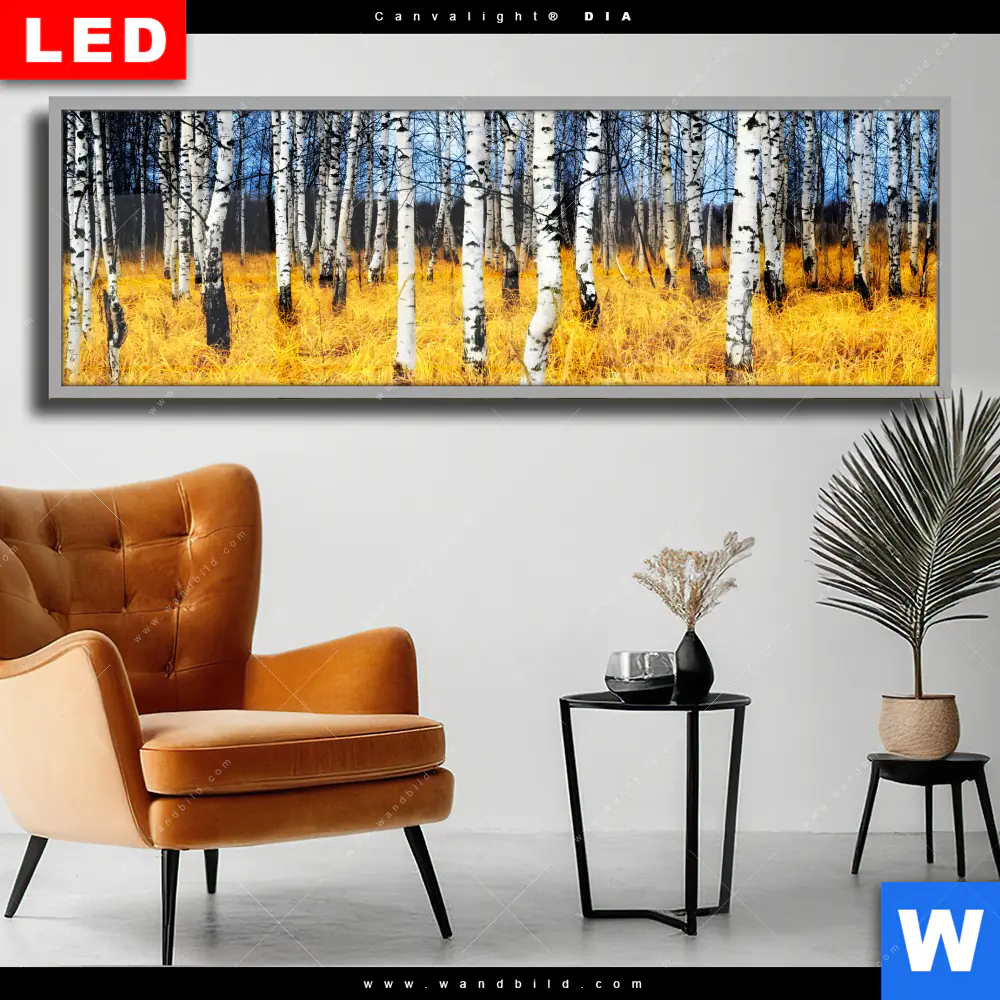 Wechselmotiv Acrylglas Canvalight® DIA | Wald mit Birkenbäumen | Panorama