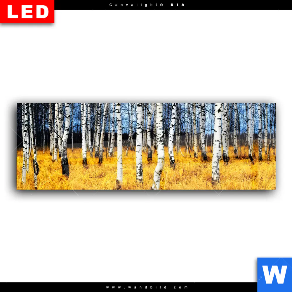 Wechselmotiv Acrylglas Canvalight® DIA | Wald mit Birkenbäumen | Panorama - Image 2
