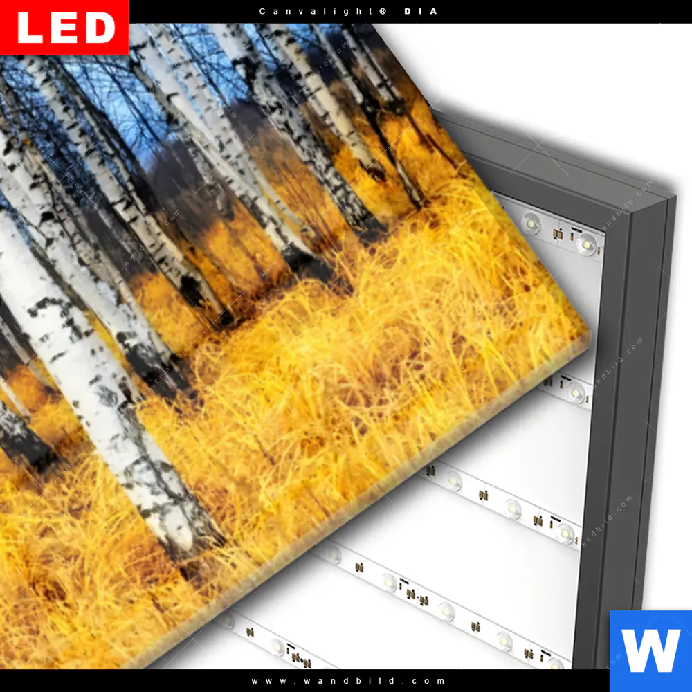 Wechselmotiv Acrylglas Canvalight® DIA | Wald mit Birkenbäumen | Panorama - Image 3