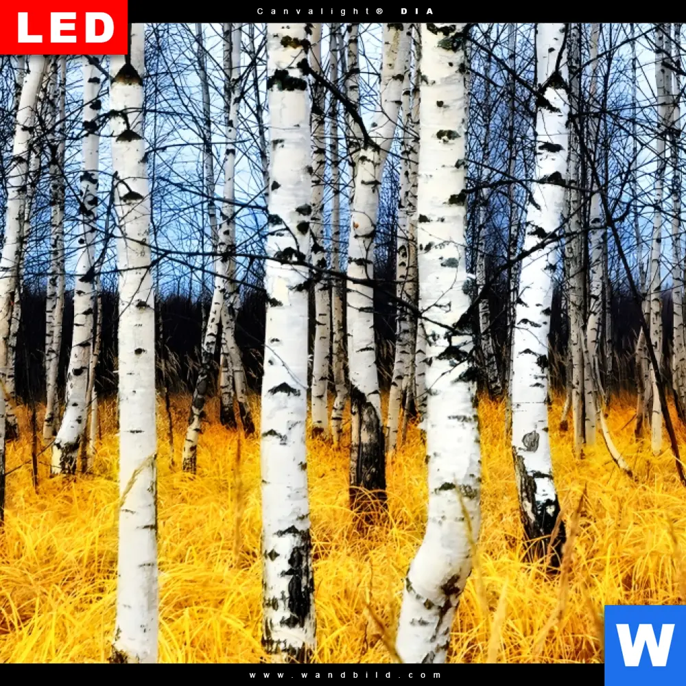 Wechselmotiv Acrylglas Canvalight® DIA | Wald mit Birkenbäumen | Panorama - Image 4