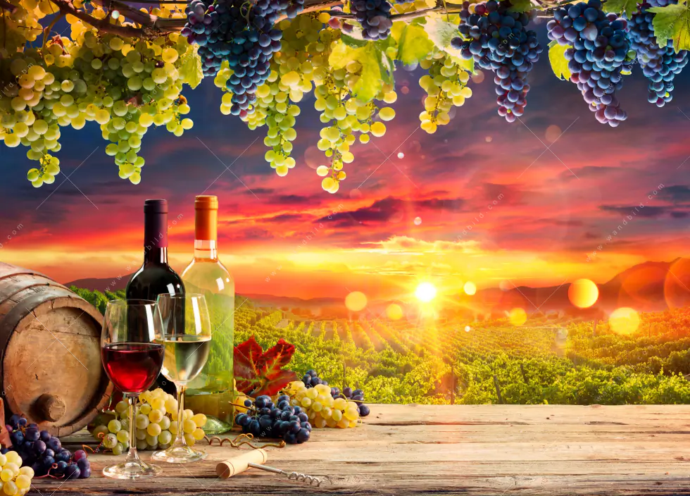 Wechselmotiv Acrylglas Canvalight® DIA | Weinreben im Abendlicht | Querformat - Image 5