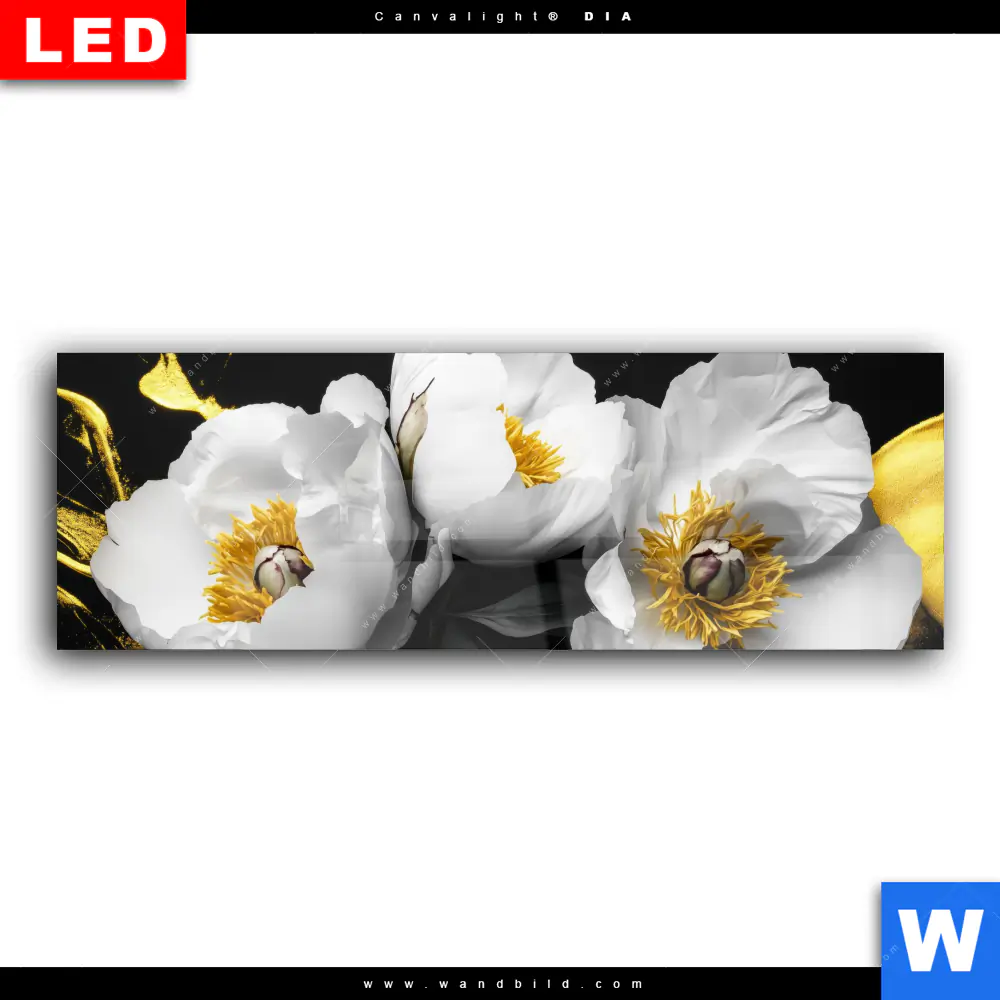 Wechselmotiv Acrylglas Canvalight® DIA | Weiße Blumen mit Gold | Panorama - Image 2