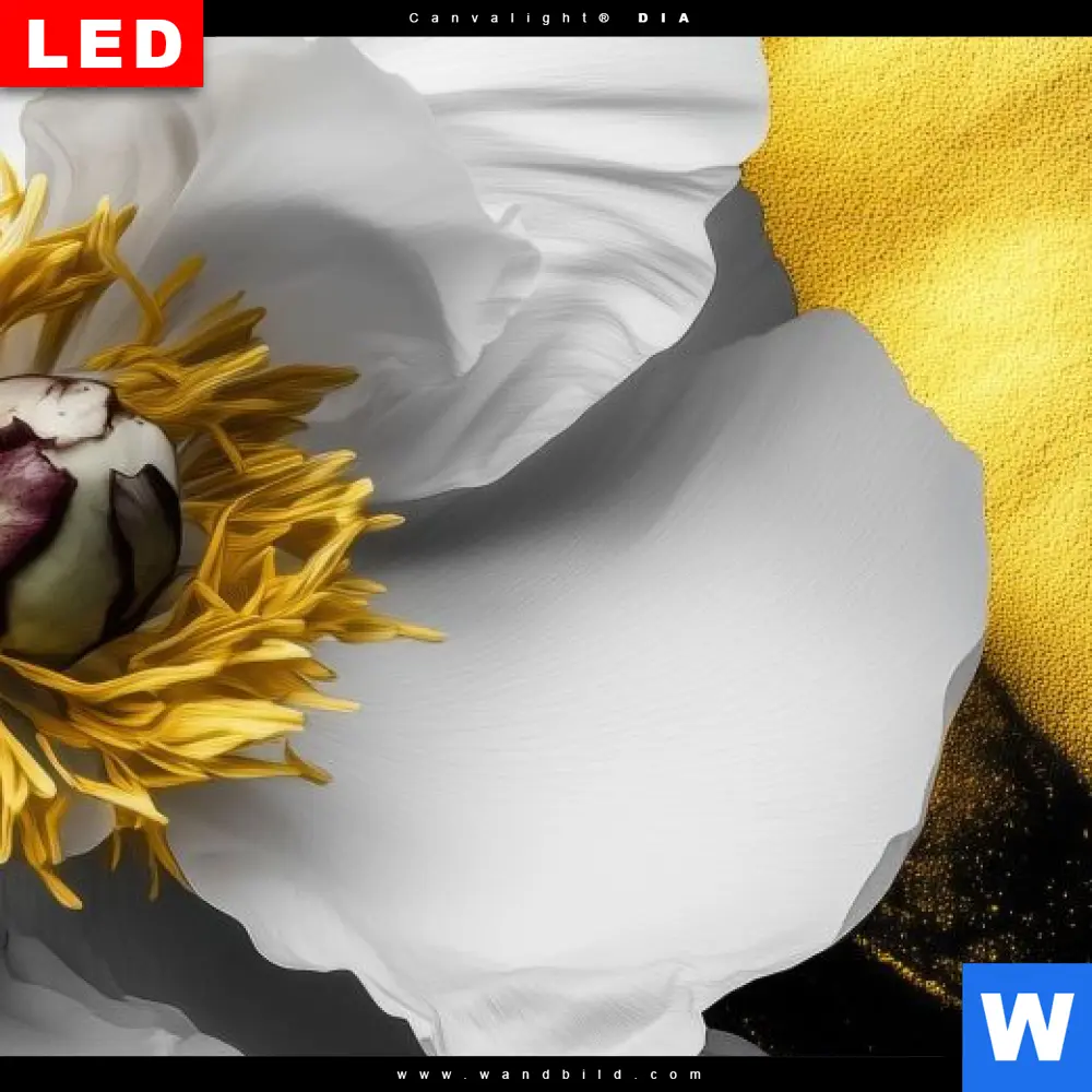 Wechselmotiv Acrylglas Canvalight® DIA | Weiße Blumen mit Gold | Panorama - Image 4