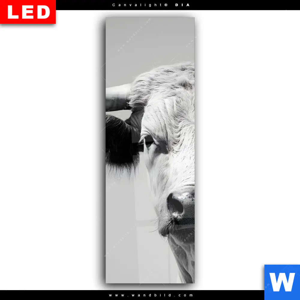 Wechselmotiv Acrylglas Canvalight® DIA | Weisser Bulle | Schmal - Image 2
