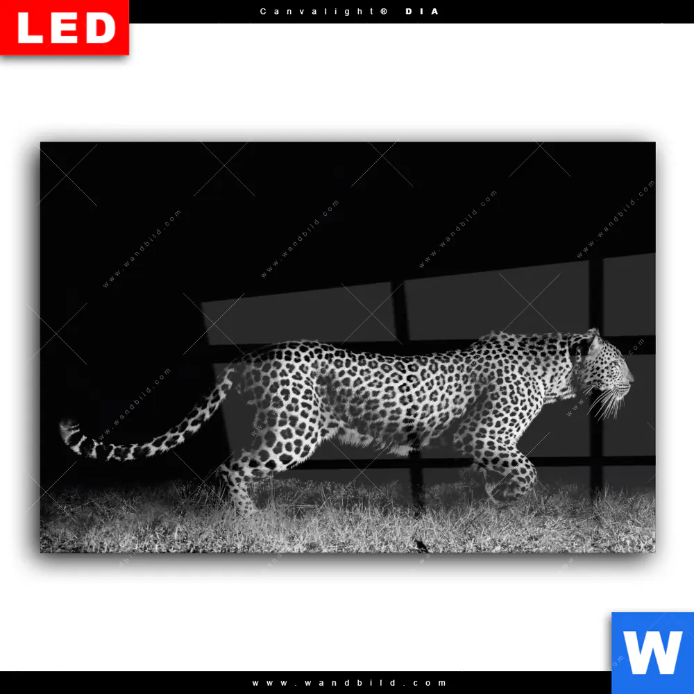 Wechselmotiv Acrylglas Canvalight® DIA | Wilder Leopard | Querformat - Image 2