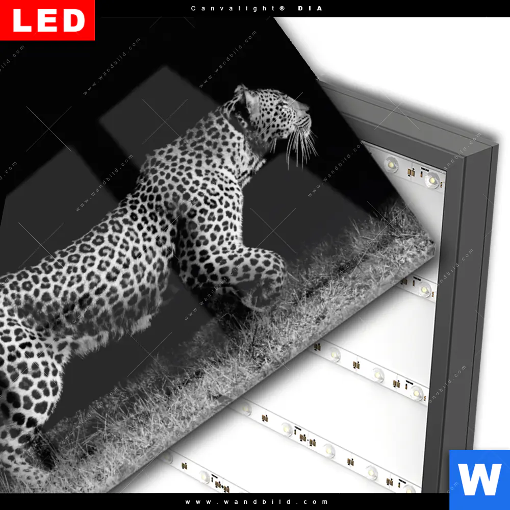 Wechselmotiv Acrylglas Canvalight® DIA | Wilder Leopard | Querformat - Image 3