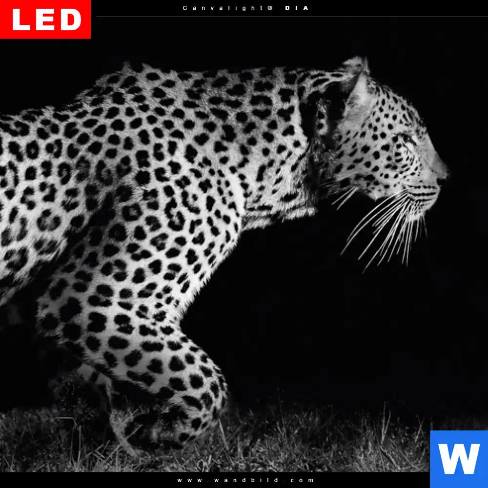 Wechselmotiv Acrylglas Canvalight® DIA | Wilder Leopard | Querformat - Image 4