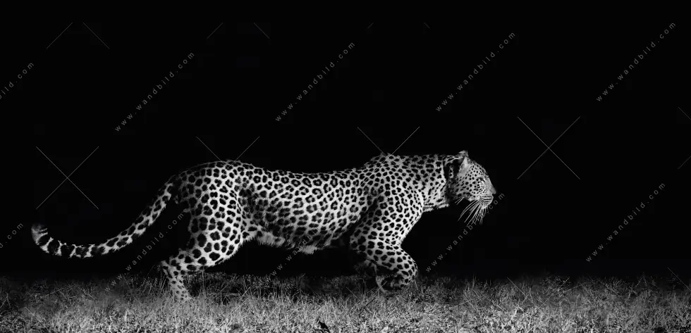 Wechselmotiv Acrylglas Canvalight® DIA | Wilder Leopard | Querformat - Image 5