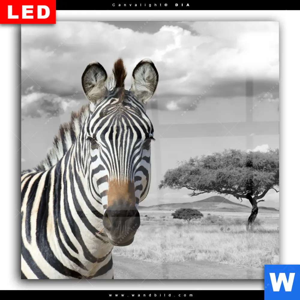 Wechselmotiv Acrylglas Canvalight® DIA | Zebra in Afrika | Quadrat - Image 2