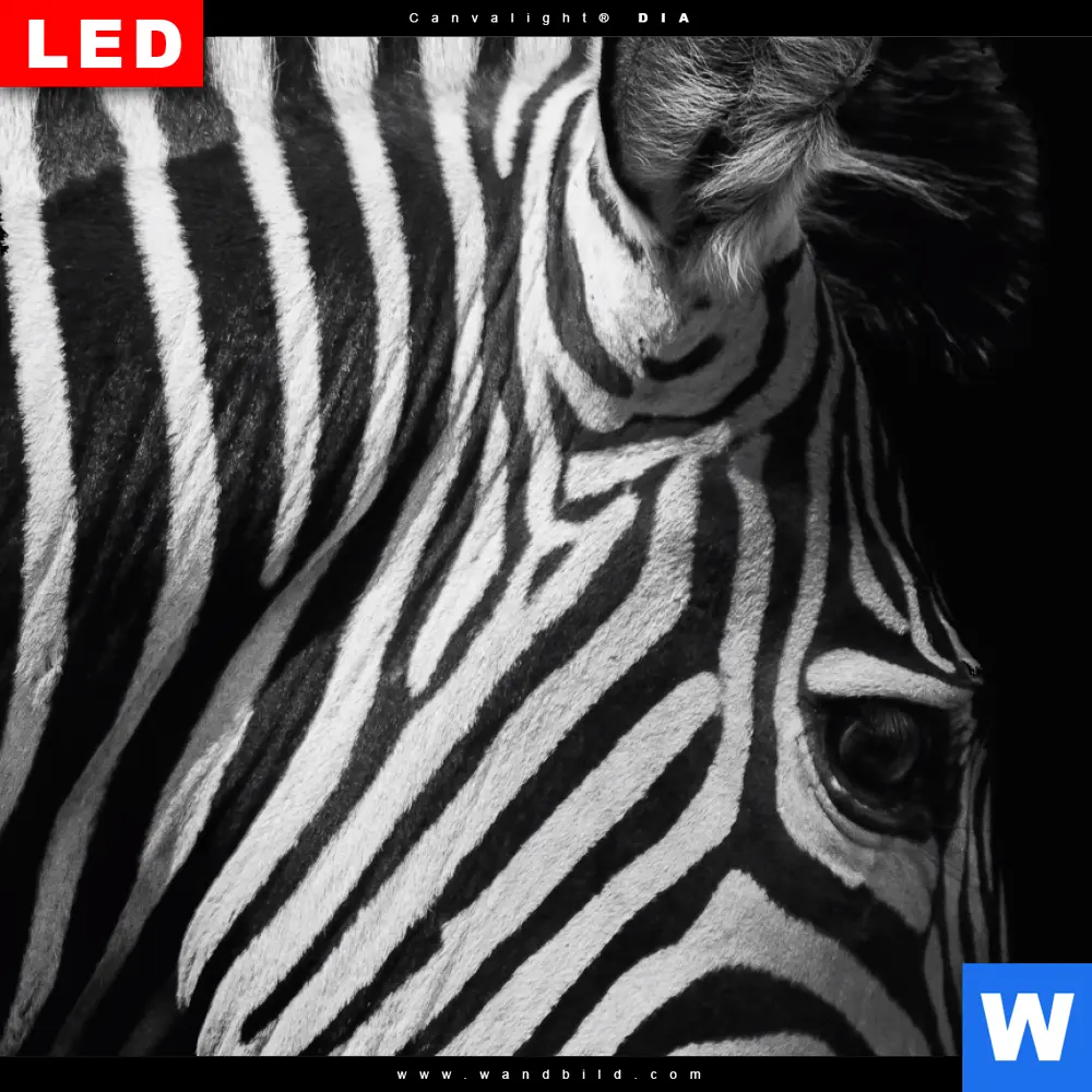 Wechselmotiv Acrylglas Canvalight® DIA | Zebra Schwarzweiß | Hochformat - Image 4