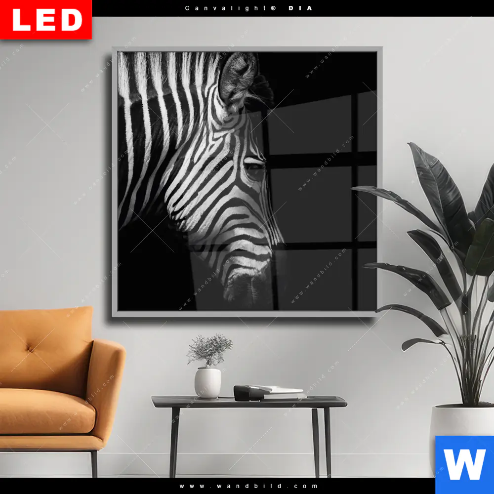 Wechselmotiv Acrylglas Canvalight® DIA | Zebra Schwarzweiß | Quadrat