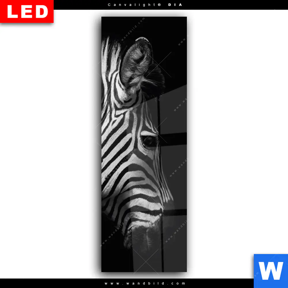 Wechselmotiv Acrylglas Canvalight® DIA | Zebra Schwarzweiß | Schmal - Image 2