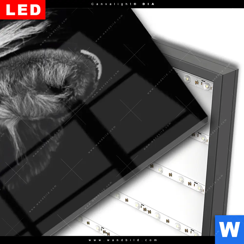 Wechselmotiv Acrylglas Canvalight® DIA | Zebra Schwarzweiß | Schmal - Image 3