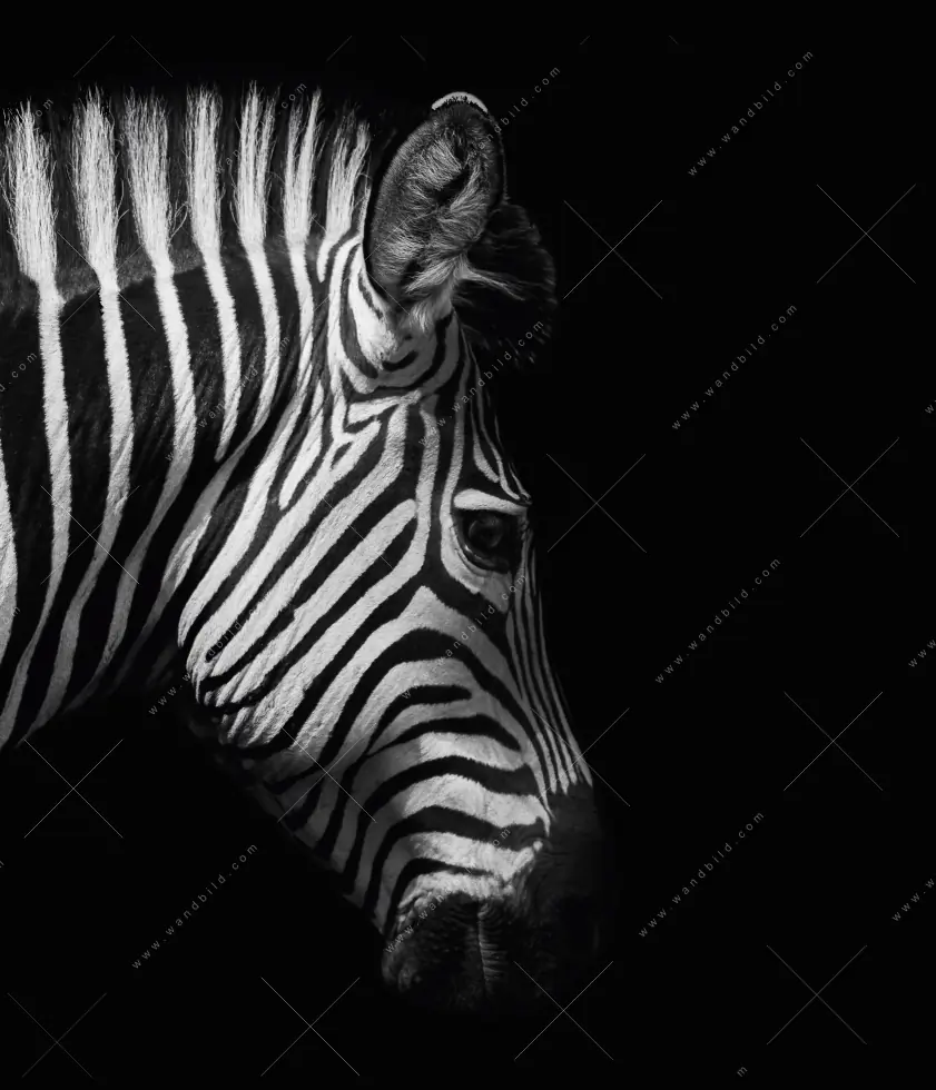 Wechselmotiv Acrylglas Canvalight® DIA | Zebra Schwarzweiß | Schmal - Image 5