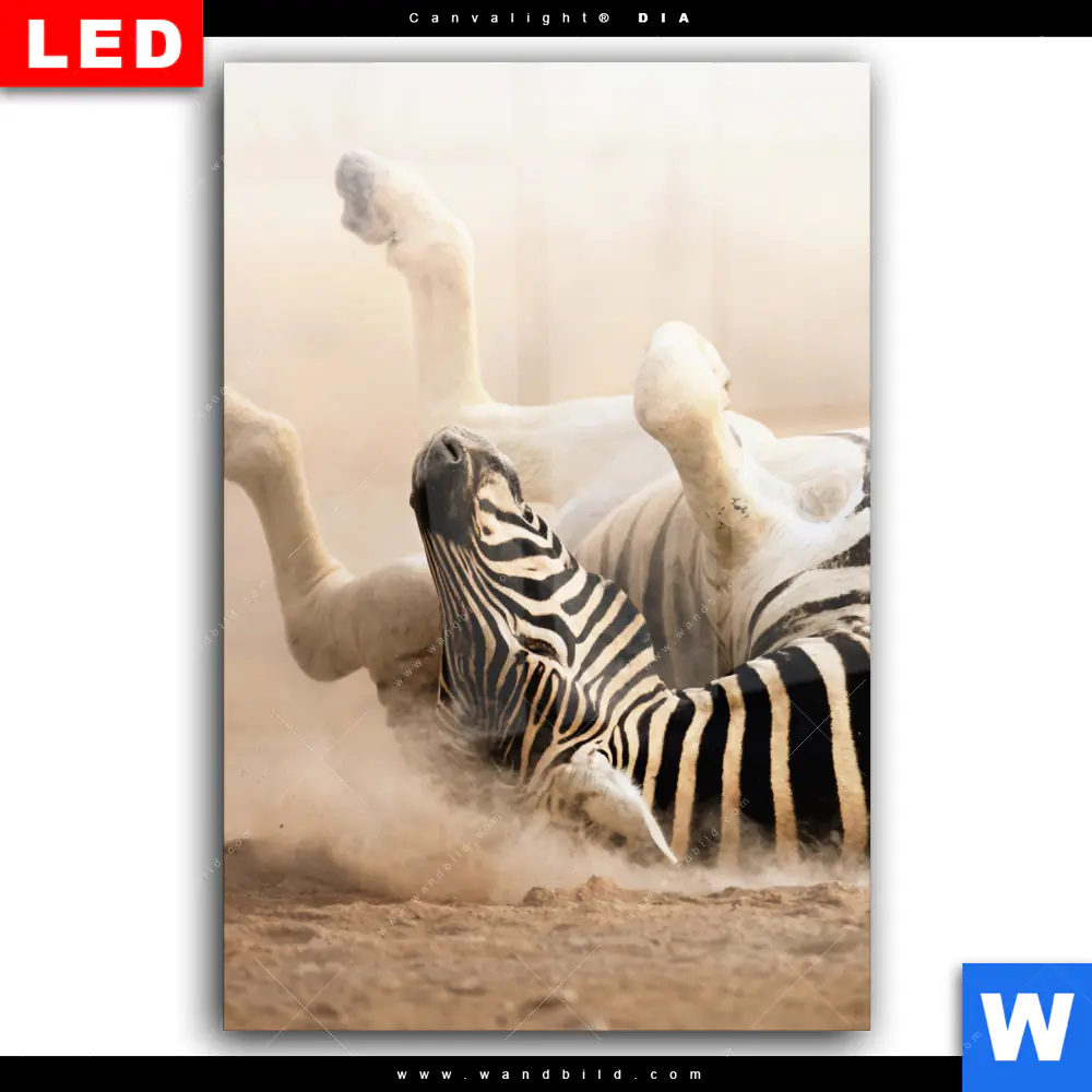 Wechselmotiv Acrylglas Canvalight® DIA | Zebra & Staub | Hochformat - Image 2