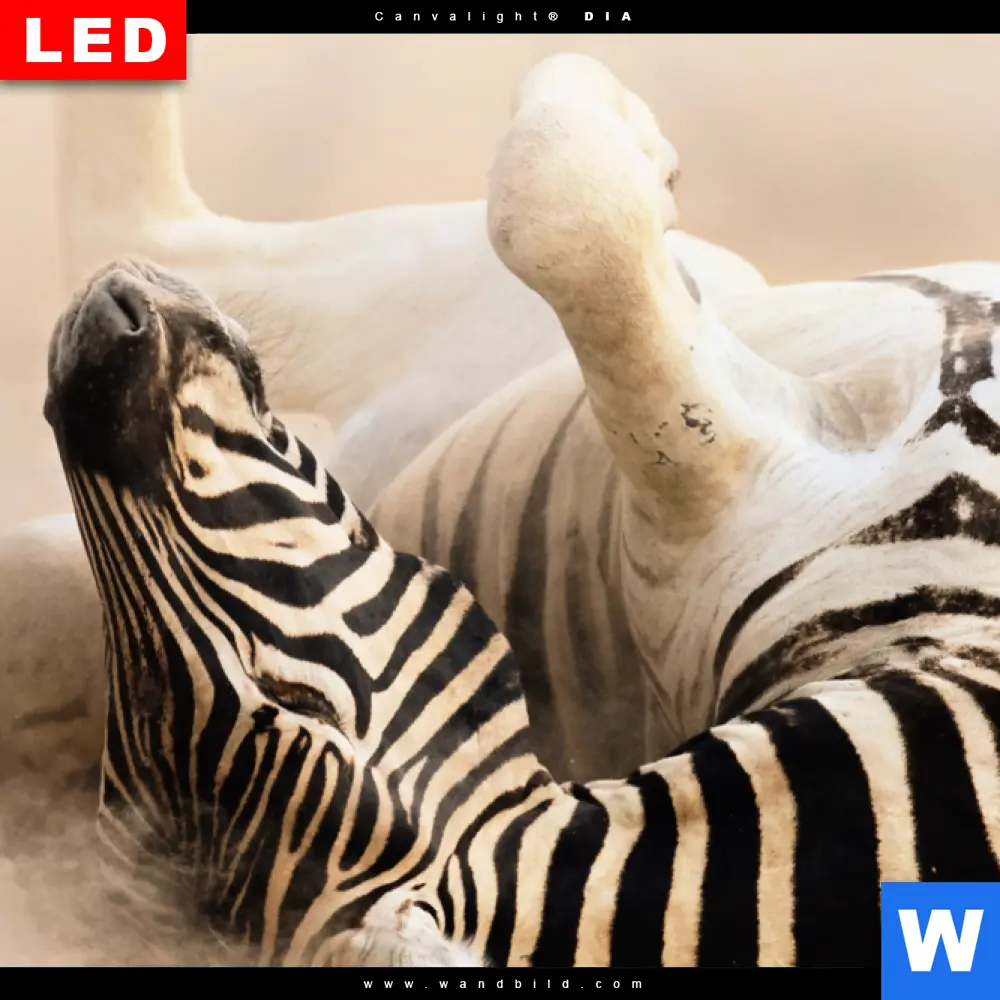 Wechselmotiv Acrylglas Canvalight® DIA | Zebra & Staub | Hochformat - Image 4