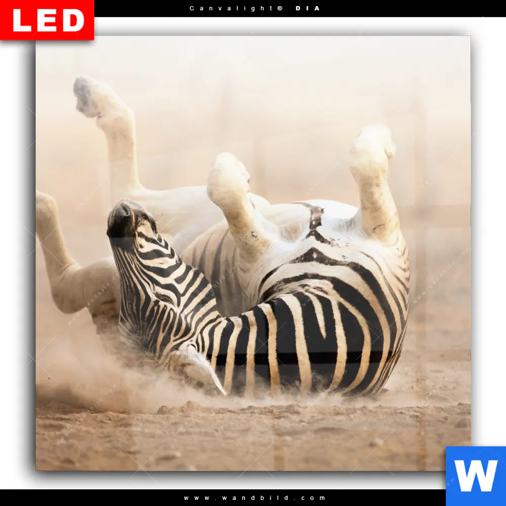 Wechselmotiv Acrylglas Canvalight® DIA | Zebra & Staub | Quadrat - Image 2