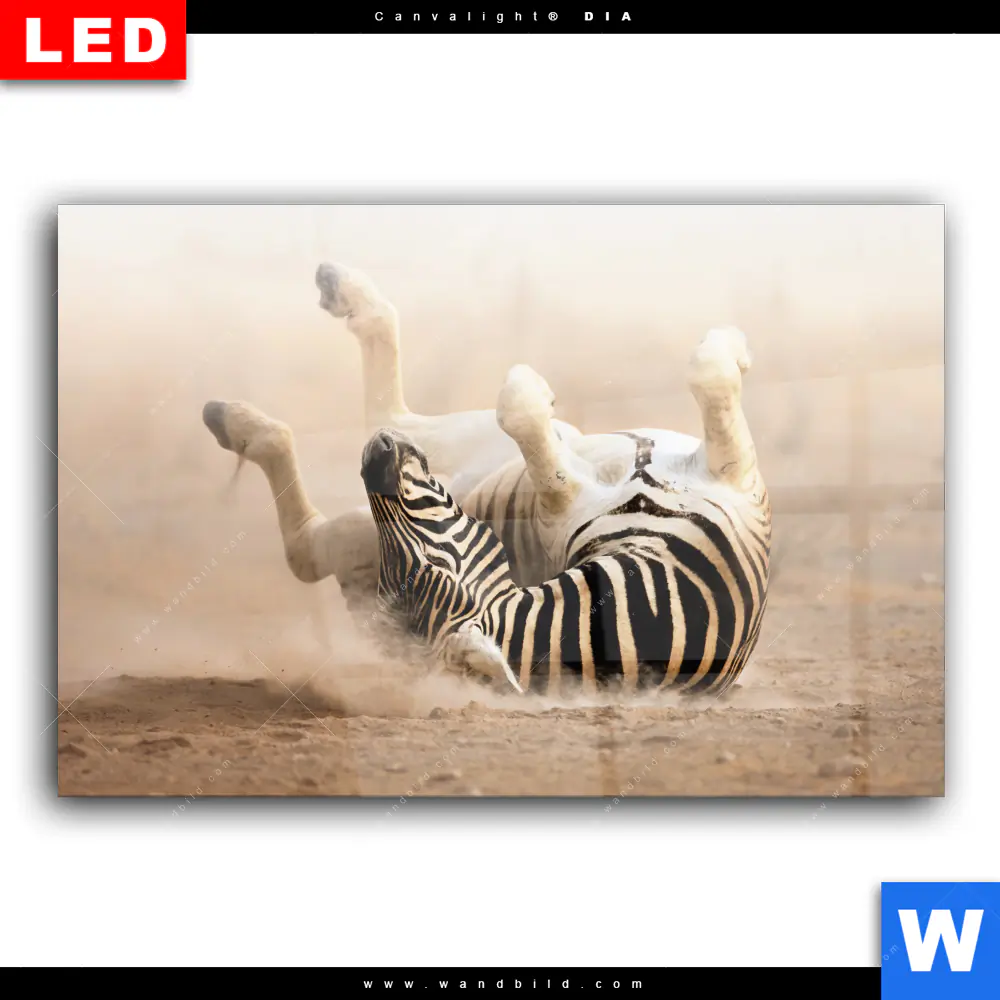Wechselmotiv Acrylglas Canvalight® DIA | Zebra & Staub | Querformat - Image 2