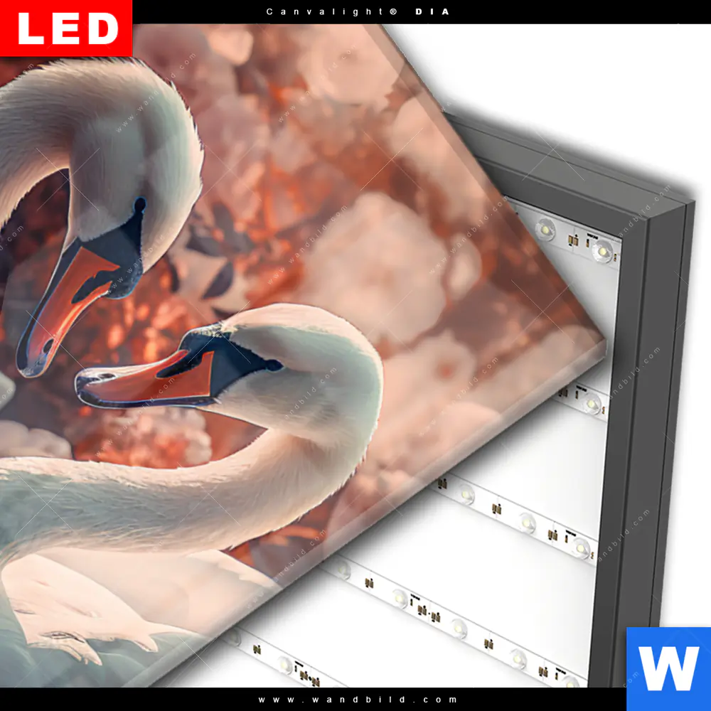 Wechselmotiv Acrylglas Canvalight® DIA | Zwei Schwäne im Wasser | Hochformat - Image 3