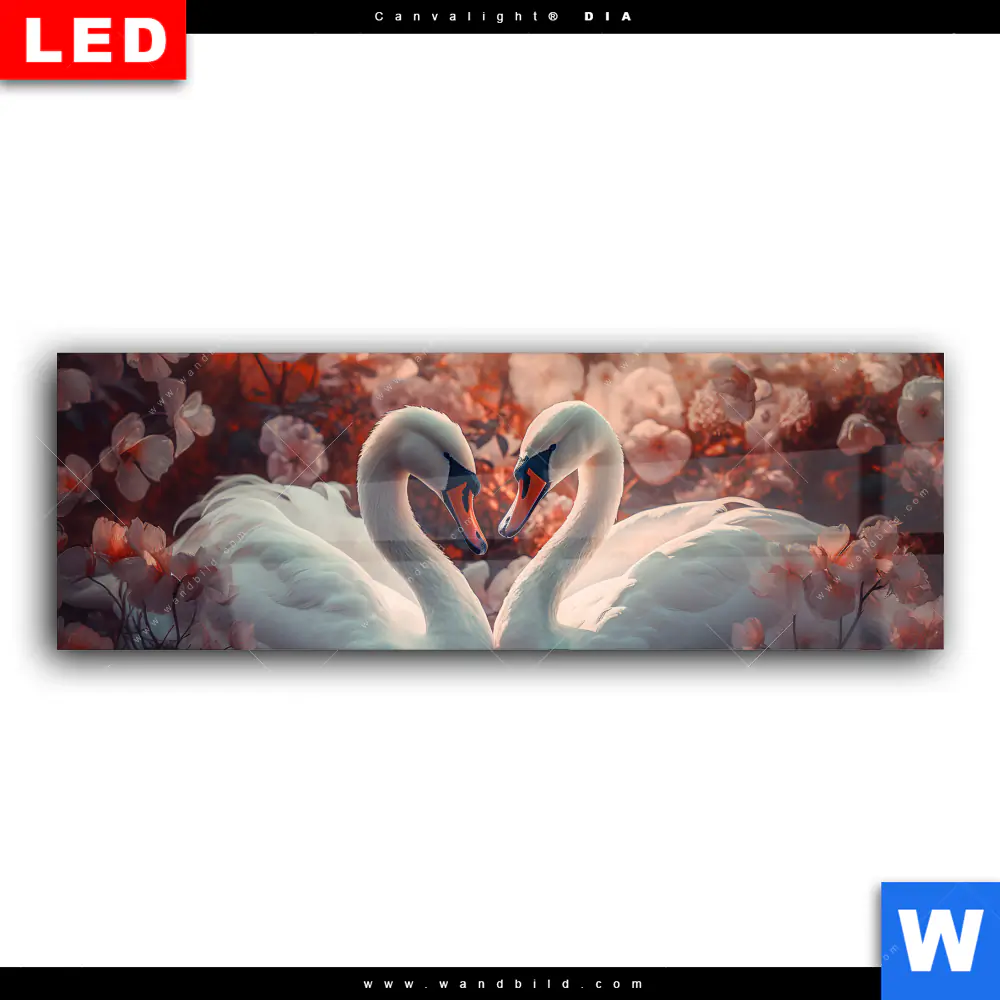 Wechselmotiv Acrylglas Canvalight® DIA | Zwei Schwäne im Wasser | Panorama - Image 2