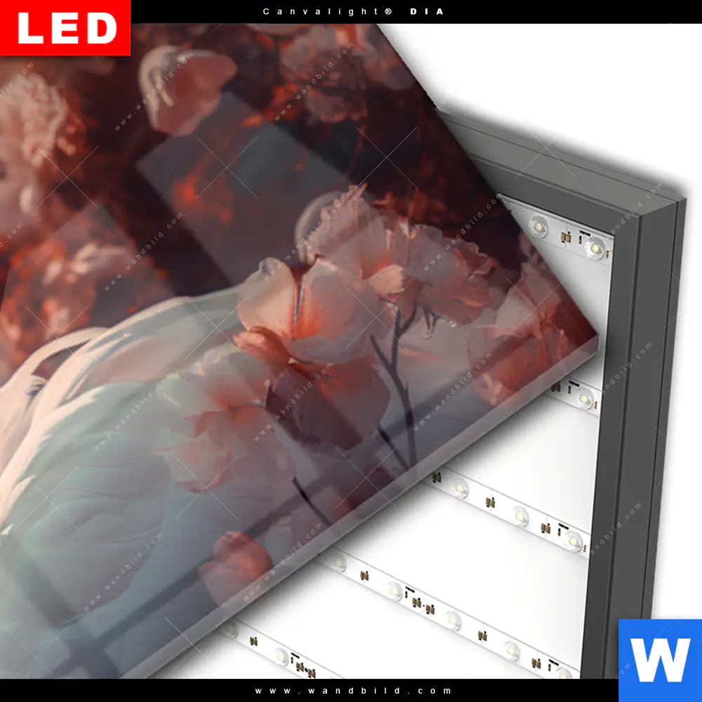 Wechselmotiv Acrylglas Canvalight® DIA | Zwei Schwäne im Wasser | Panorama - Image 3