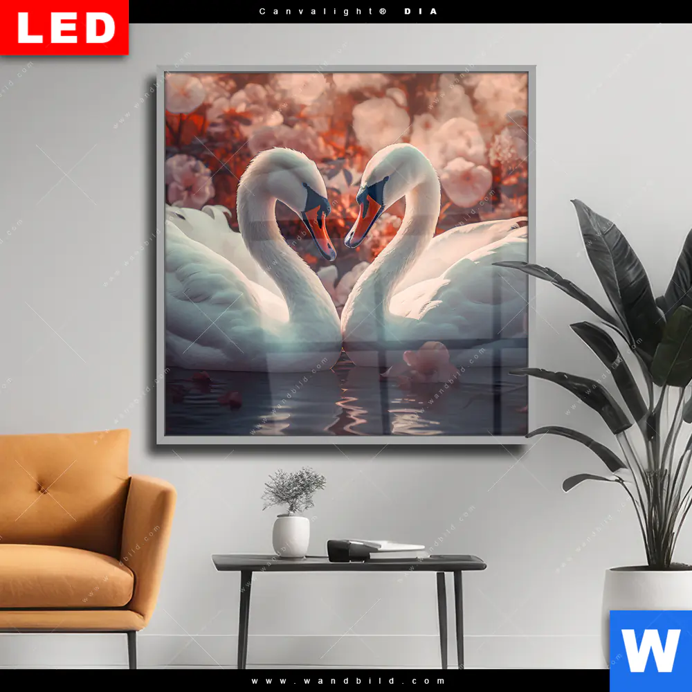 Wechselmotiv Acrylglas Canvalight® DIA | Zwei Schwäne im Wasser | Quadrat