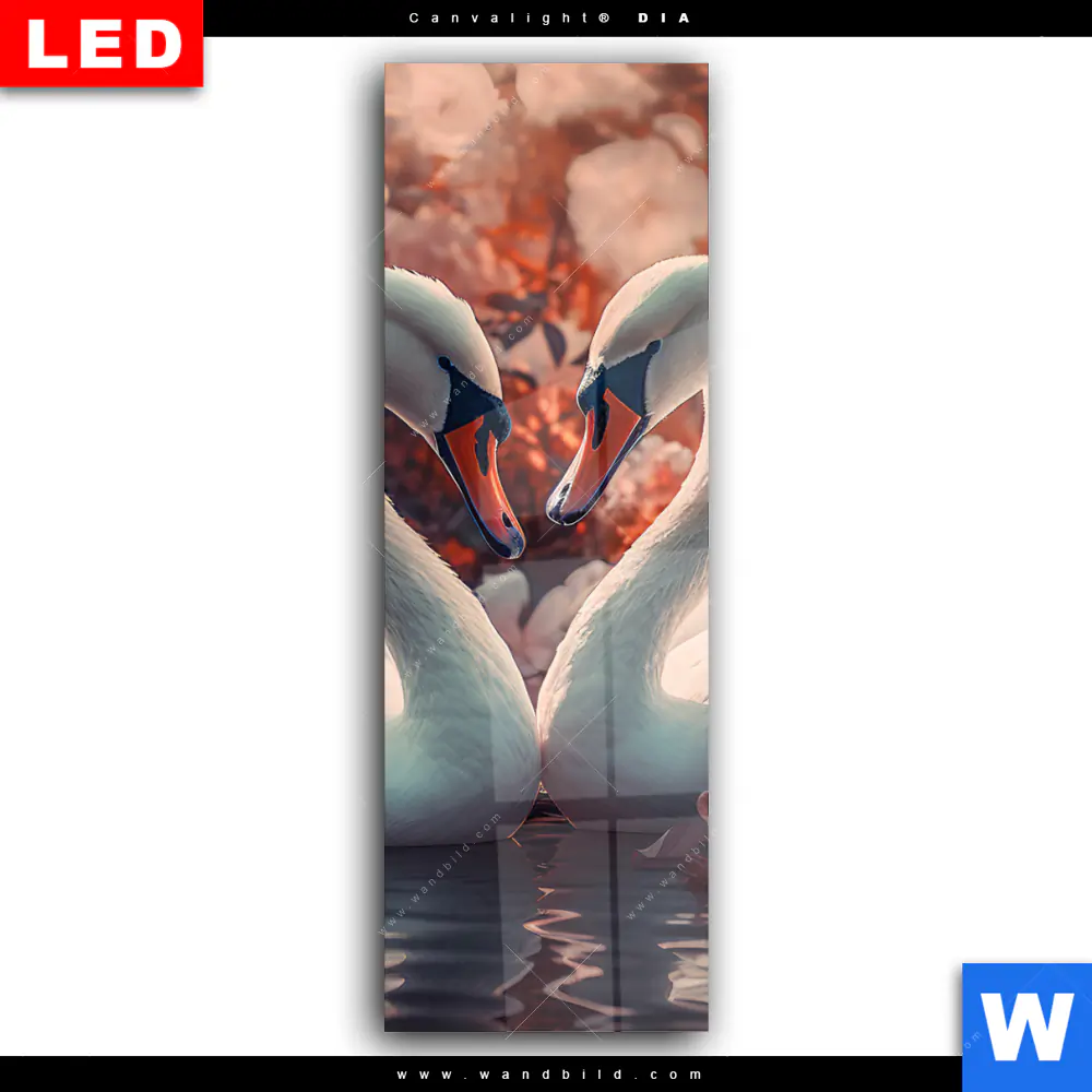 Wechselmotiv Acrylglas Canvalight® DIA | Zwei Schwäne im Wasser | Schmal - Image 2