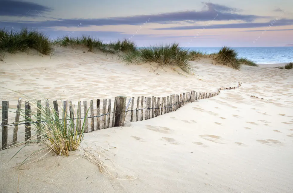 Wechselmotiv | Gräser am Ostseestrand | Querformat - Image 5