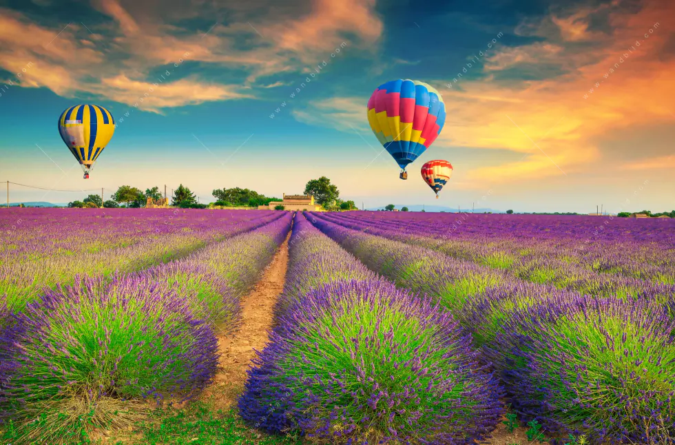 Wechselmotiv | Heißluftballons über violetten Feldern | Hochformat - Image 5