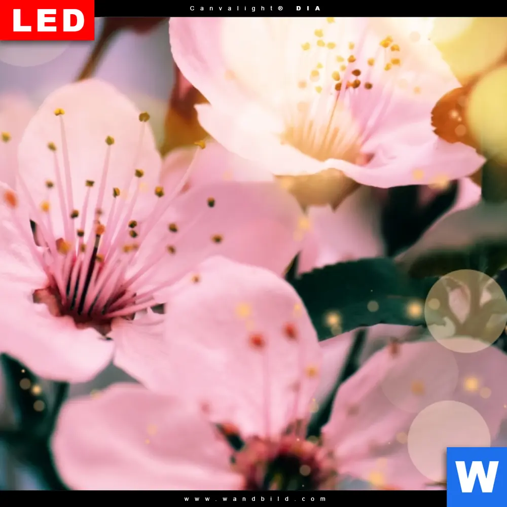 Wechselmotiv | Kirschblüten im Frühlingslicht | Quadrat - Image 4