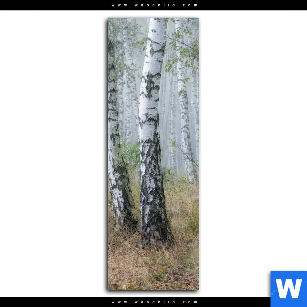 Wechselmotiv | Nebliger Morgen im Birkenwald | Schmal - Image 2