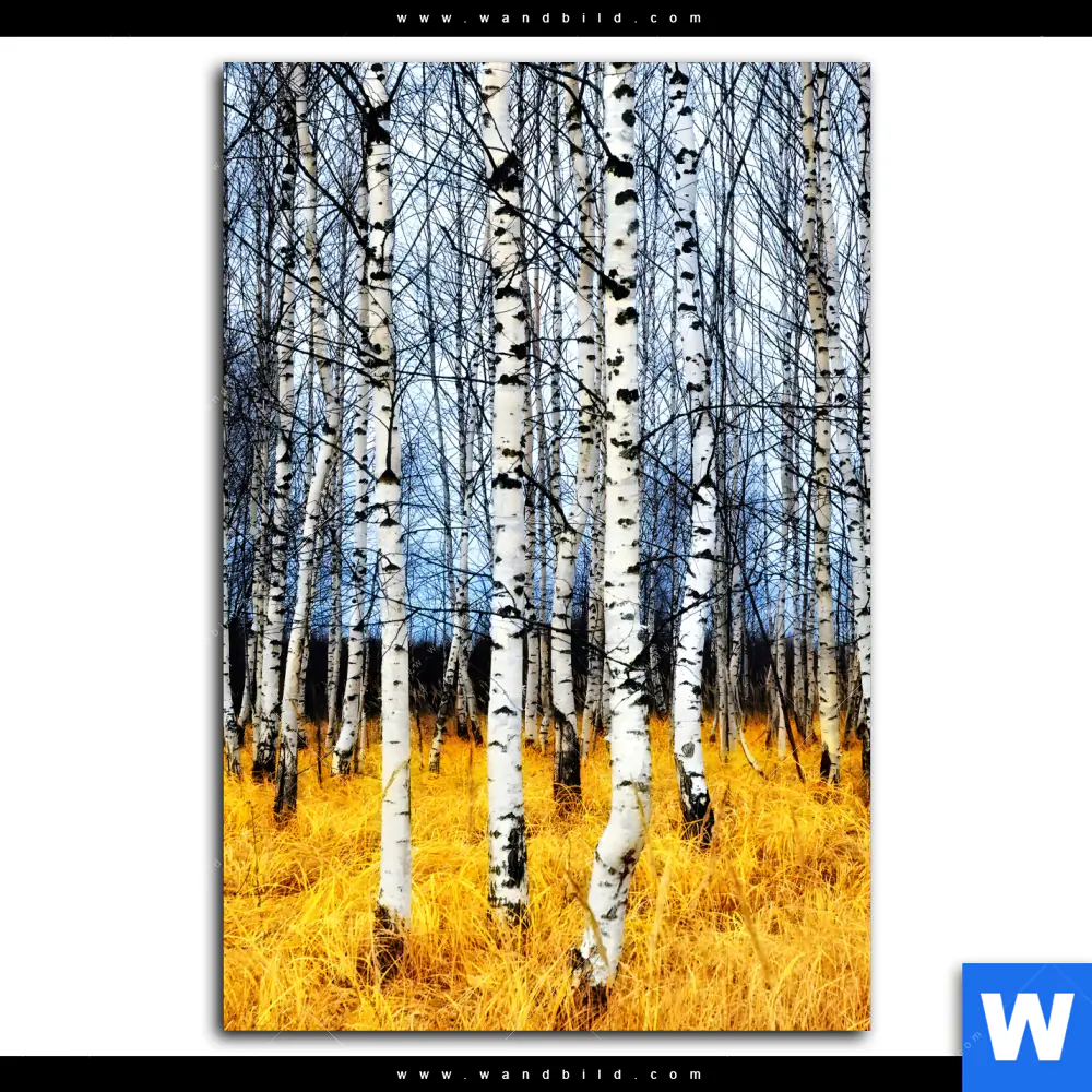 Wechselmotiv | Wald mit Birkenbäumen | Hochformat - Image 2