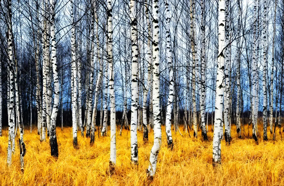 Wechselmotiv | Wald mit Birkenbäumen | Hochformat - Image 5